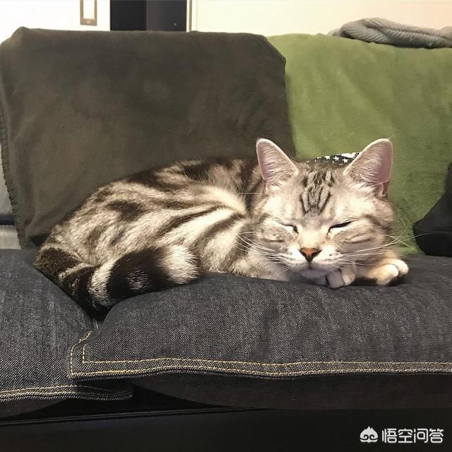 加菲猫猫粮价格:加菲猫猫粮价格 养加菲猫一个月的开销要多少？