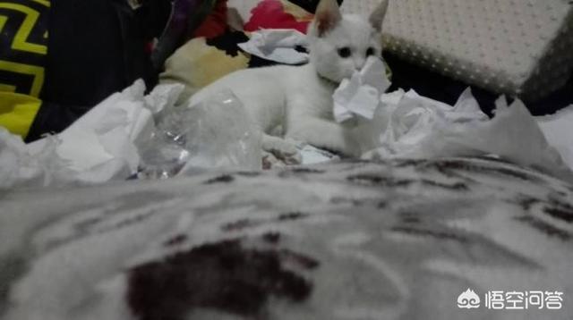 打小猫打哪里:惩罚猫咪时，有哪些错误不能犯？