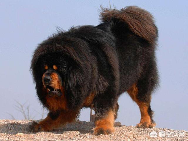 藏獒皮肤病能治好吗:金毛犬皮肤病怎么治？用什么药？