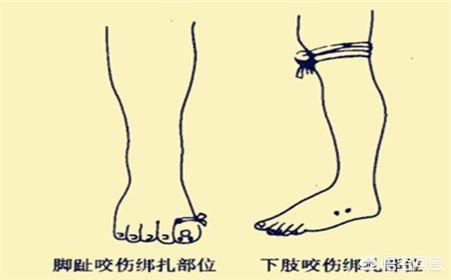 怎么训练狗捉蛇:野钓或者夜钓时遇到蛇，你会怎么做？