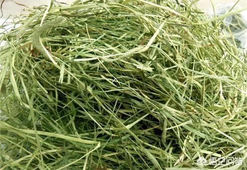 宠物兔图片:兔子的眼睛发红还有眼屎正常吗？ 宠物兔图片大全