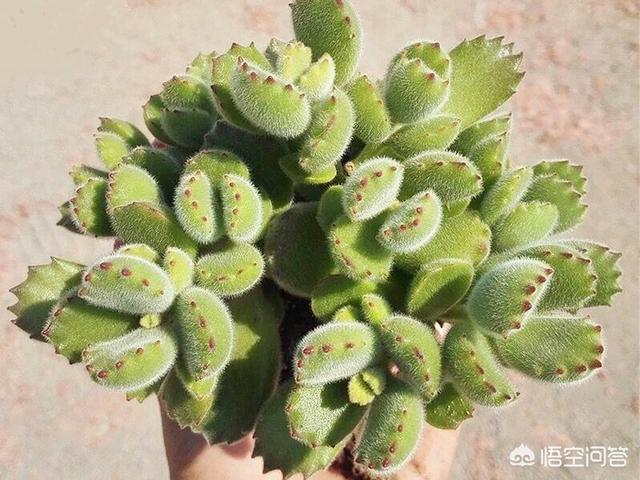 熊童子叶片能叶插吗:熊童子叶片小，有什么问题？