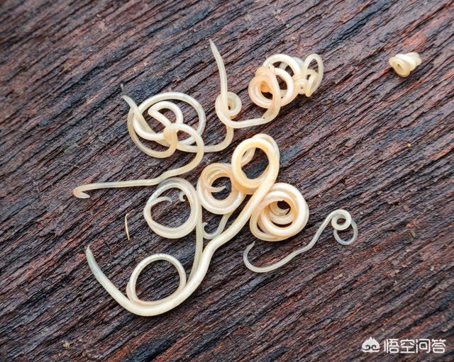 莱姆病症状:怎么看泰迪身上有没有寄生虫？ 莱姆病症状图片