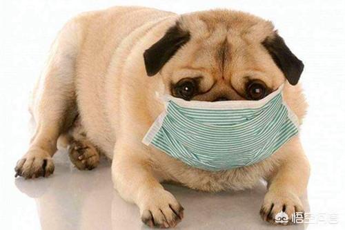 人感冒会传染给狗吗，狗狗感冒会传染给小孩子吗