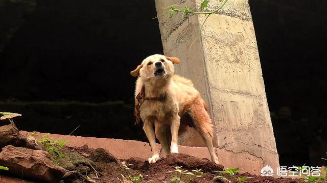普宁市土狗图片:农村养土狗大多数要尾巴往左倒的，这是为什么呢？