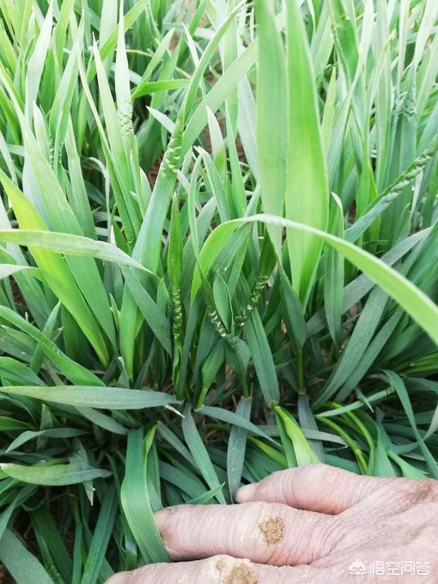 头条问答 - 小麦功能叶鞘发红是啥病?(4个回答)