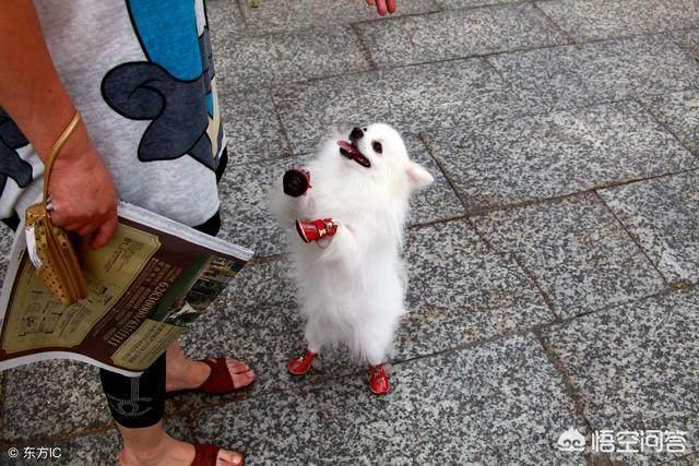 博美犬性格博美聪明吗:家里养只博美犬是怎么样的感觉？