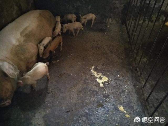 猪传染性胸膜肺炎会传染人吗:仔猪腹泻呕吐，身体泛红引起死亡，是什么病？