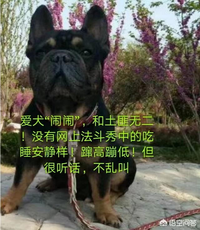 细小环境消毒:细小笼子消毒后可以使用吗 猪细小病毒危害大吗？对小猪有什么影响？