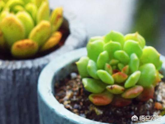 条纹十二卷属于什么科:硬叶十二卷什么时候浇水？