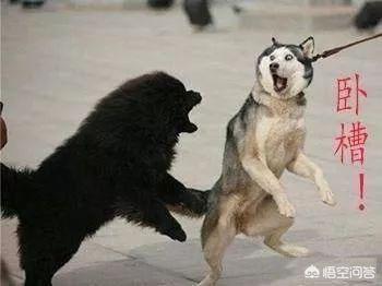 哈士奇图片搞笑:二哈有哪些搞笑的图片表情？