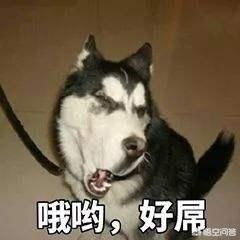 哈士奇图片搞笑:二哈有哪些搞笑的图片表情？