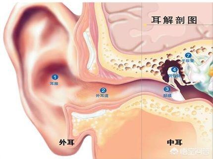 人类耳部结构图:耳部解剖结构图 耳朵的结构图是什么样子的？