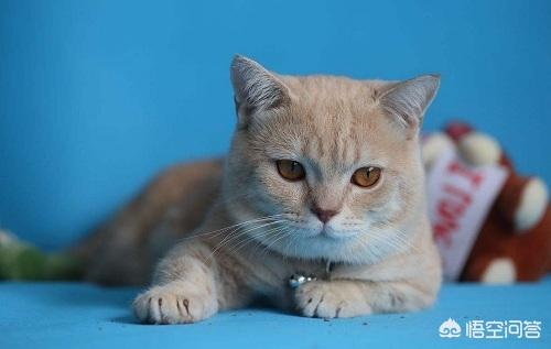 被家猫咬了肿起来正常吗:猫咪尾巴被其他猫咬骨折了，有点发炎，肿起来了，该怎么办？