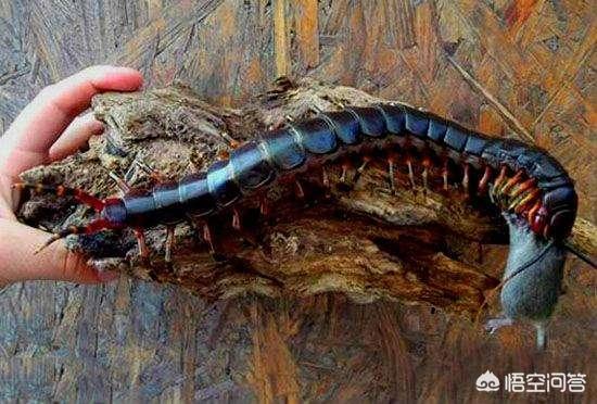 10000米长的蜈蚣，你们见过的最大的蜈蚣有多大，被蜈蚣咬了怎么办