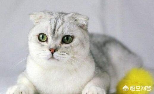 银折耳猫为什么不能养:折耳猫真的活不过两年吗？