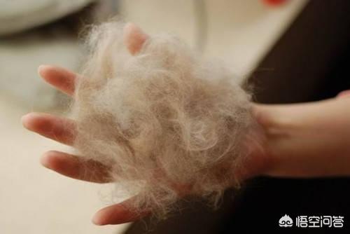 猫脱毛露皮肤:猫咪的后脚丫子掉毛，看到肉了，是什么皮肤病？