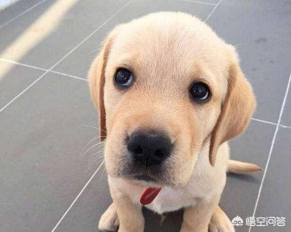 母的拉布拉多好养吗:养拉布拉多犬公的好还是母的好？