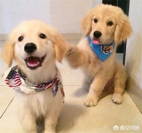 金毛犬幼犬:金毛幼犬几个月能听懂人话？