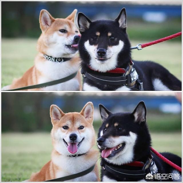 狗狗拉稀都是水怎么办:柴犬经常便便拉水样，柴犬拉好几天水样便怎么办呢？