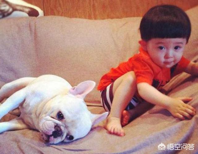 法国斗牛犬母很难养吗:纯种法斗有什么特征？好养吗？