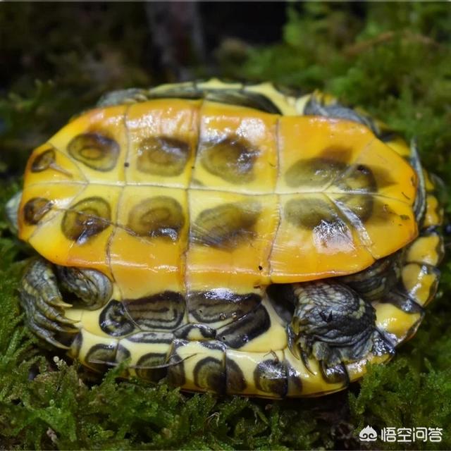 乌龟怎么分公母:有养巴西龟的朋友吗？怎样可以分辨它们的性别呢？