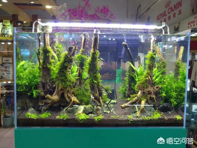 生态鱼缸:生态鱼缸教程 新手想在宿舍弄个迷你缸养鱼，有可能吗？