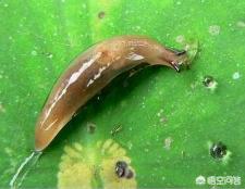 蜗牛人恐怖:怎样杀死菜地里的蜗牛和鼻涕虫？