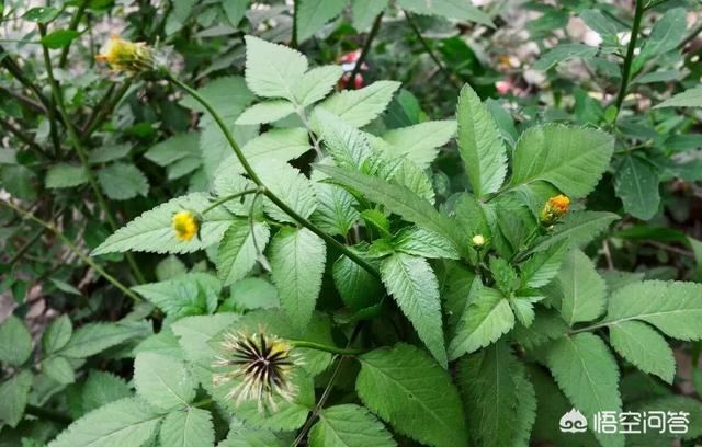 断肠草谜案:都说鬼针草(一包针)对正流行的非洲猪瘟有治疗效果，你试过吗？