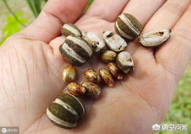 白蝴蝶合果芋有什么毒:芋头相关的疾病有哪些，发病时间与防治措施都有什么？
