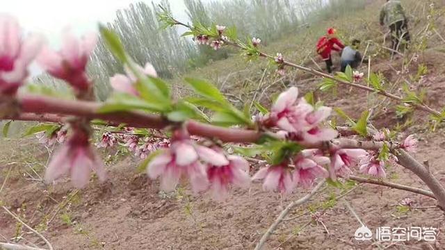 全国水果批发微信群:新疆水果农户该如何找分销代理商？