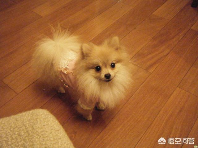 哈多利系博美成年犬多大:新手如何饲养一只博美犬？