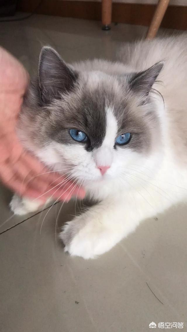 怎么确定猫认主人了咕噜咕噜:如何让猫咪认你这个主人，粘你，爱你？