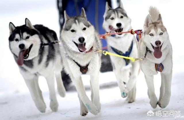 雪橇犬和哈士奇图片:哈士奇，除了是雪橇犬之外，它还是什么个性，它真的傻吗？ 西伯利亚雪橇犬哈士奇图片