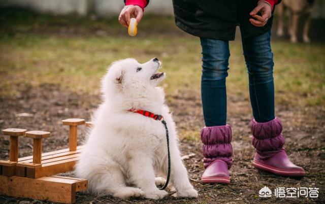 萨摩犬图片:萨摩耶是世界公认最帅的狗吗？为什么？