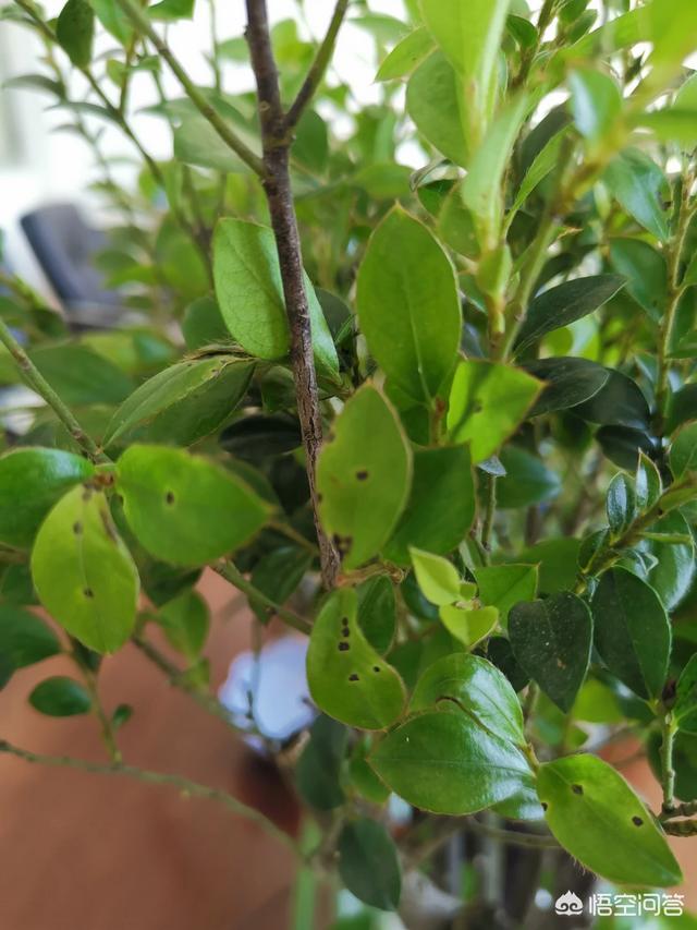 头条问答 - 请问黑骨茶叶片有小黑斑怎么办?是不是病了?(1个回答)