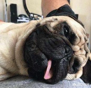 茶杯宠物巴哥犬性格:巴哥犬凶吗，巴哥犬不听话怎么办？