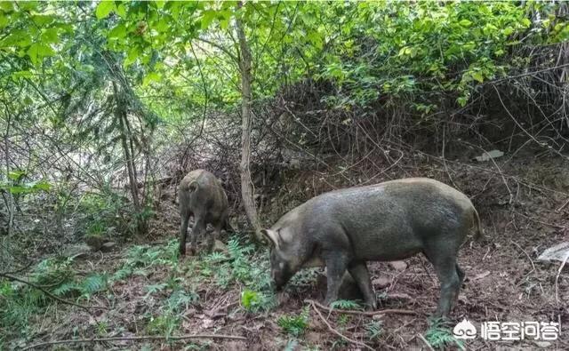 中国猎犬论坛湘中猎手买卖:野猪一般在什么地方做窝？怎么在农村山上找到野猪的窝？