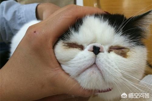 猫眼膜多出來了:猫咪屁股里面每天都会出来一只小白虫是什么原因？