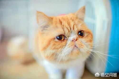 猫眼膜多出來了:猫咪屁股里面每天都会出来一只小白虫是什么原因？