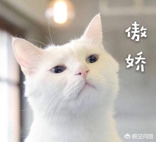 妖猫的诱惑漫画全集:如何画，《猫妖的诱惑》中的苏清寒？