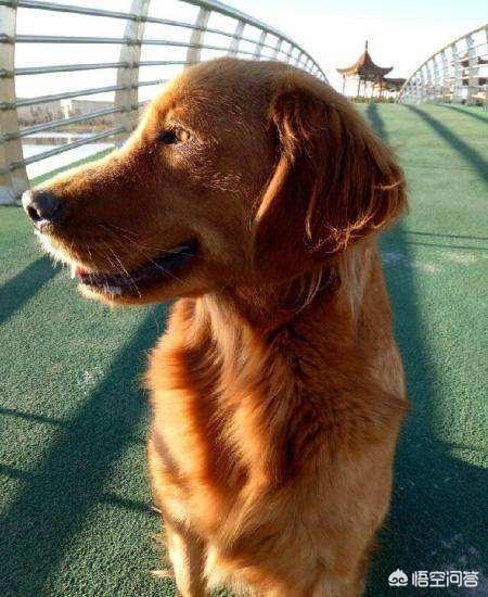 4个月金毛幼犬什么好:四个月的金毛能吃生鸡架吗？