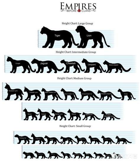 决战动物星球 内容:动物星球国语解说 最大猫科动物是哪种动物？包括已灭绝的？