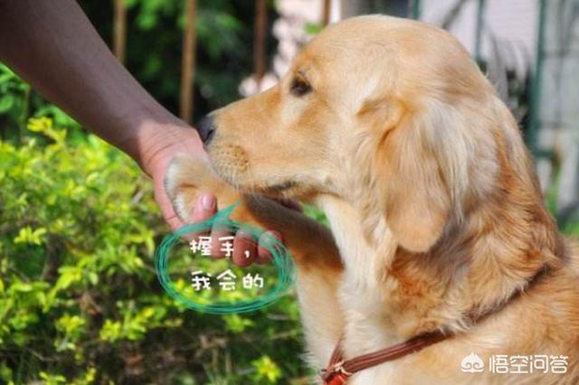 训练金毛犬:怎么训练金毛？什么时候训练最好？