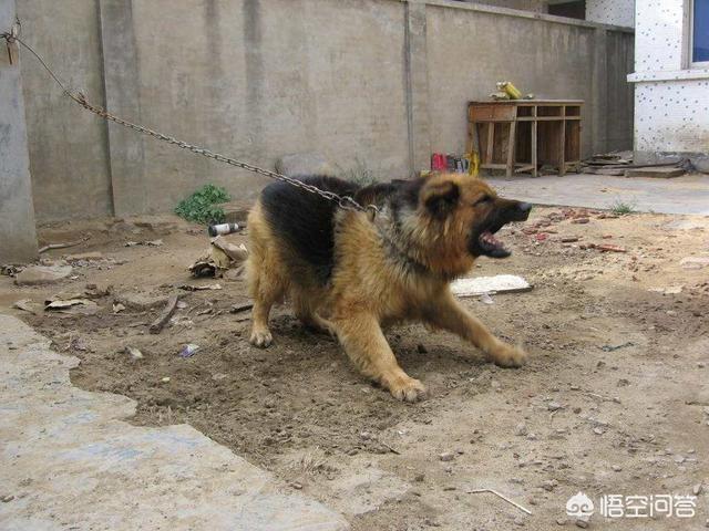 德牧价格宠物新闻:德牧幼犬100元一只 德国牧羊犬幼犬多少钱一只？