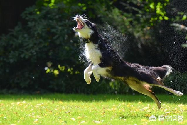 阿尔萨斯牧羊犬图片:牧羊犬走路很慢是为什么，牧羊犬走路慢是受伤了吗？