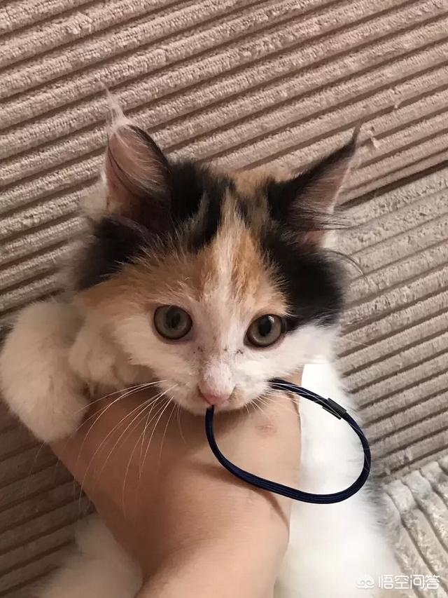 婴儿猫癣初期症状图片:刚满月的小猫身上，脸上长了猫癣，一片一片的，用什么药合适？