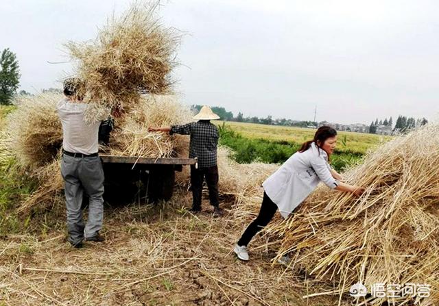 薄雪万年草怎样插杆:农村的菜子杆不能焚烧，请问一下该怎么处理？