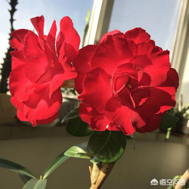 夹竹桃图片什么时候开花:夹竹桃什么时候开花 夹竹桃有青，为什么还广泛种植呢？