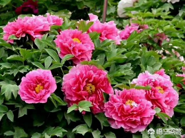 母狗般的教师和妈妈:老婆和妈没办法相处，应该怎么办？